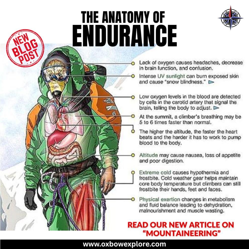 THE ANATOMY OF ENDURANCE